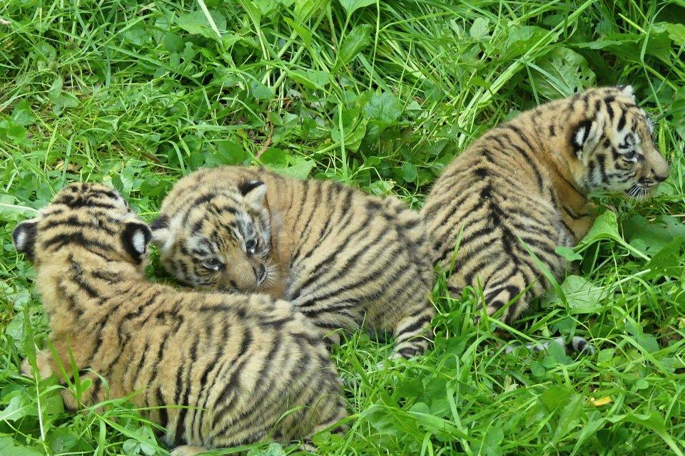 Loomaaed tutvustab tiigripäeval tulevast tiigriorgu