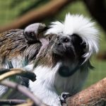 Ahvipäev rikastab loomaaia primaatide toimetusi erinevate kingitustega