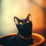 Musta kassi kuul leidis uue kodu rekordpalju kasse