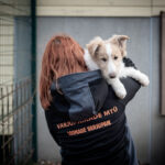 KUTSIKAVABRIKUTELE TULEB PANNA LÕPP! 25 päästetud koera ootavad varjupaigas abi