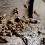 Taruvaik on mesilaste ime, mida on kasutatud paljude vaevuste raviks