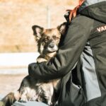 APRILL ON SÜDAMEKUU: Varjupaikades ootab oma südamesõpra 40 koera