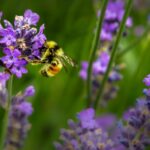 Tee test ja saa teada, milline mesilane oled - 20. mail tähistatakse rahvusvahelist mesilaste päeva