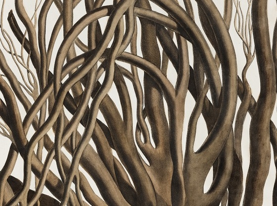 Durvillea utilis. Illustratsioon Alexander Postelsi ja Franz Joseph Ruprechti teosele „Illustrationes algarum" (Vetikate pildid). Peterburi, 1840